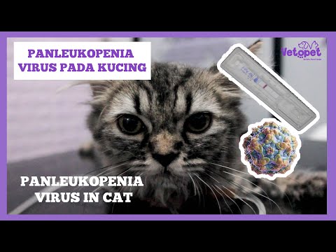 Video: Jangkitan Virus Feline Foamy Pada Kucing