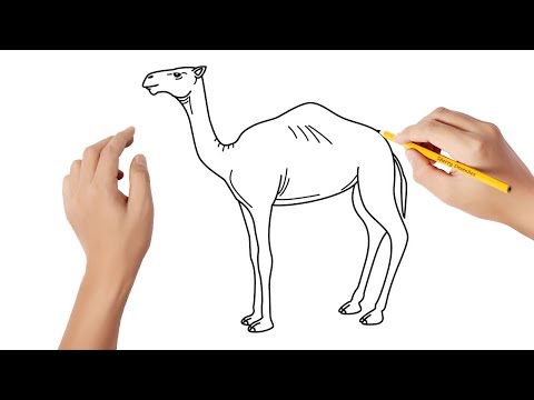 Vídeo: Como Desenhar Um Camelo