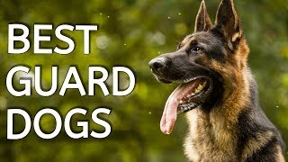 TOP 10 GUARD DOGS