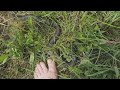 Encounter with big grass snake / Begegnung mit grosser Ringelnatter