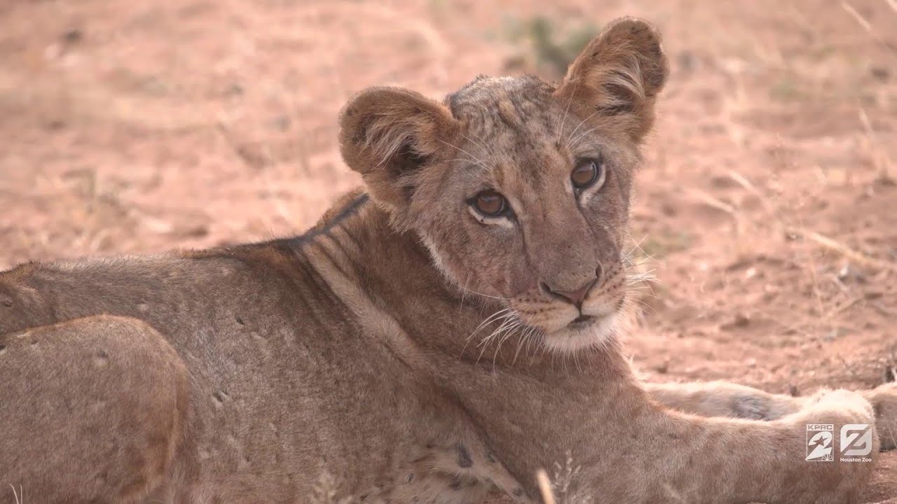 Saving Lions: The Pride of Kenya | Meet the people making sure lions don't disappear forever