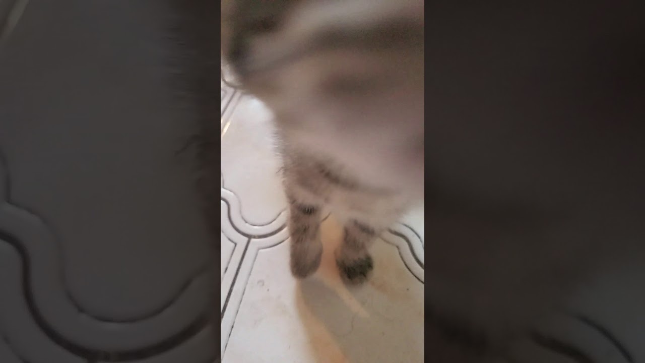 All my cats 