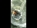 مشهد نادر عقرب يأكل شبث A Rare Sight A Scorpion Eating A Dice مشهد نادر عقرب يأكل شبث A Rare Sight A Scorpion Eating A Dice