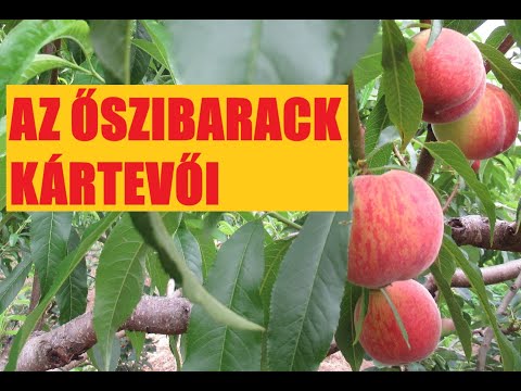 Videó: Őszibarack Szorbett