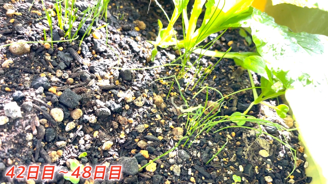 R8春編】small家庭菜園42日目〜48日目 - YouTube R8春編】small家庭菜園42日目〜48日目 - YouTube