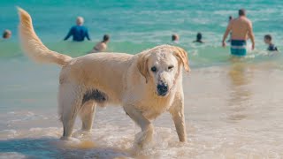 Chico | Life's a Beach [4K]