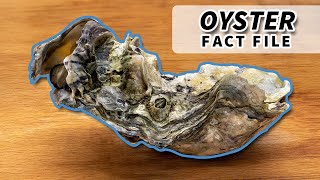 Oyster Facts: they DO NOT all make PEARLS | Animal Fact Files