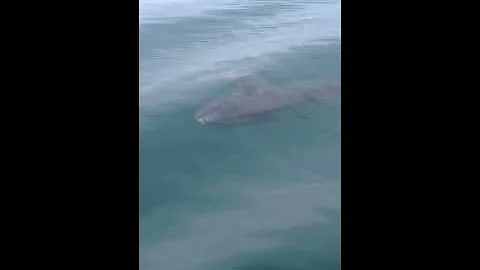 Che pesce è il pesce luna?