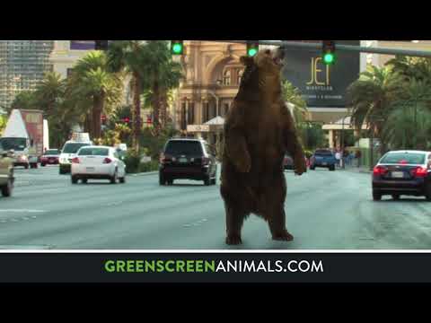 Compositing with GreenScreen Animals: Grizzly Bear