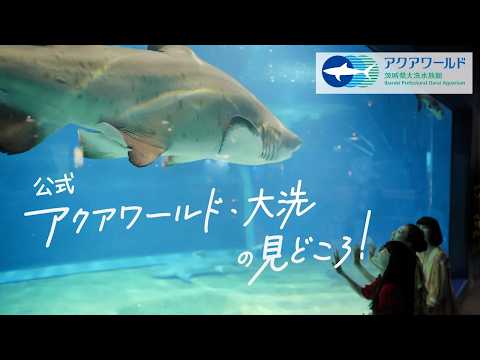 YouTube 動画のサムネイル