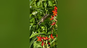 Ruby-throated Hummingbird
