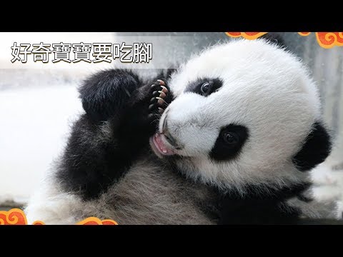 《熊貓早晚安》好奇寶寶要吃腳 | iPanda