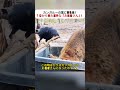 カンガルーの耳に寄生虫！？空から来た意外な「お医者さん」！ #自然の驚き #動物の世界 #カラスの活躍 #カンガルー #寄生虫