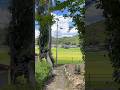 夏の田舎道。#高知 #田舎暮らし #夏休み