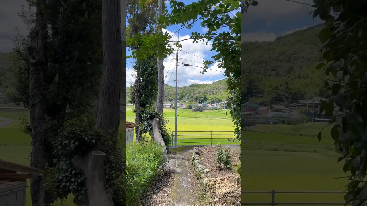 夏の田舎道。#高知 #田舎暮らし #夏休み