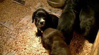 British Cocker Spaniel Puppies 5 Week Old