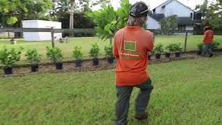 Clusia Installation for a Beautiful Landscape