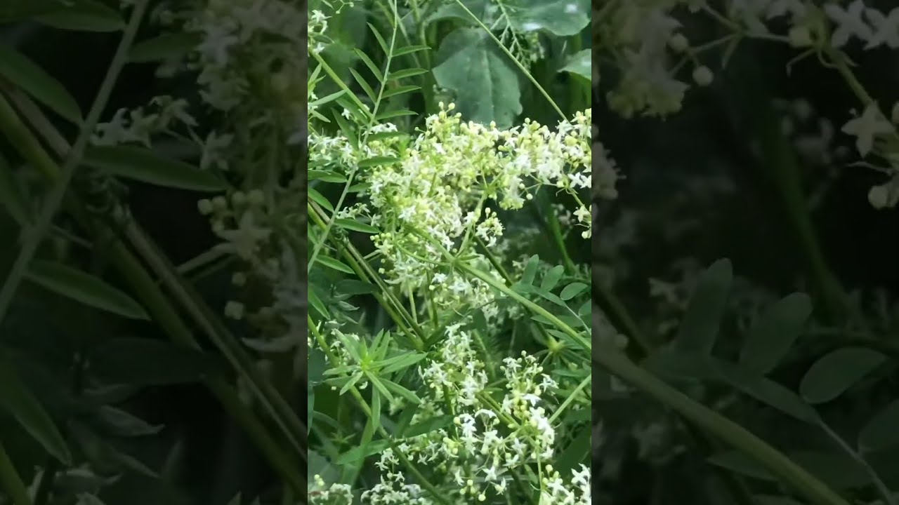 Birdsong Flowers Walk Park Good mood Positive 