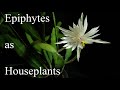 Epiphytes as houseplants