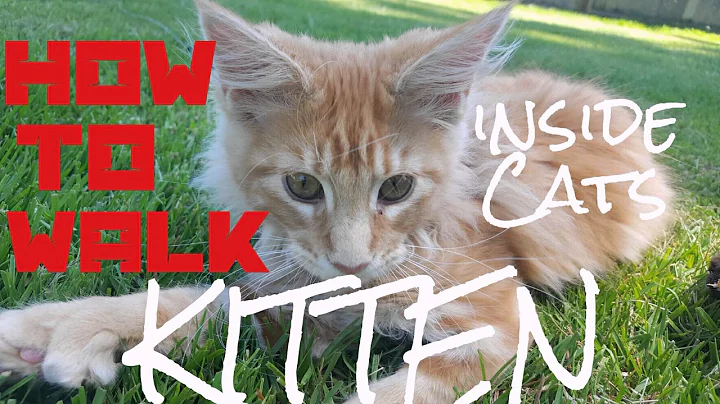 Watch the video about HOW TO WALK A KITTEN - 10 STEPS LEASH TRAINING
