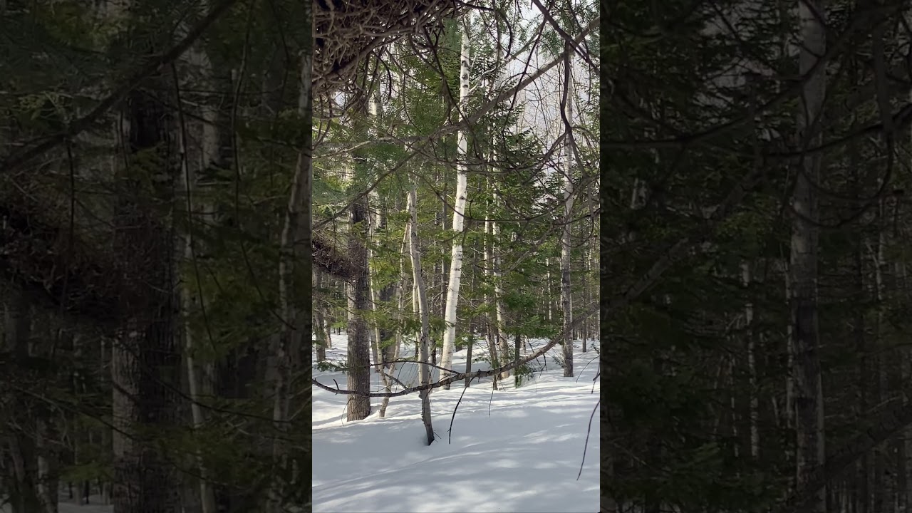 Bellemy moods - Down Time [4K Nature winter scene]