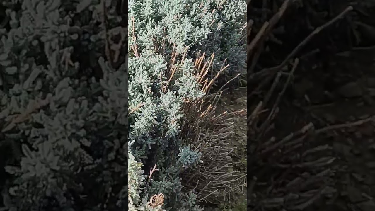 cotton lavender (Santolina chamaecyparissus)🪴