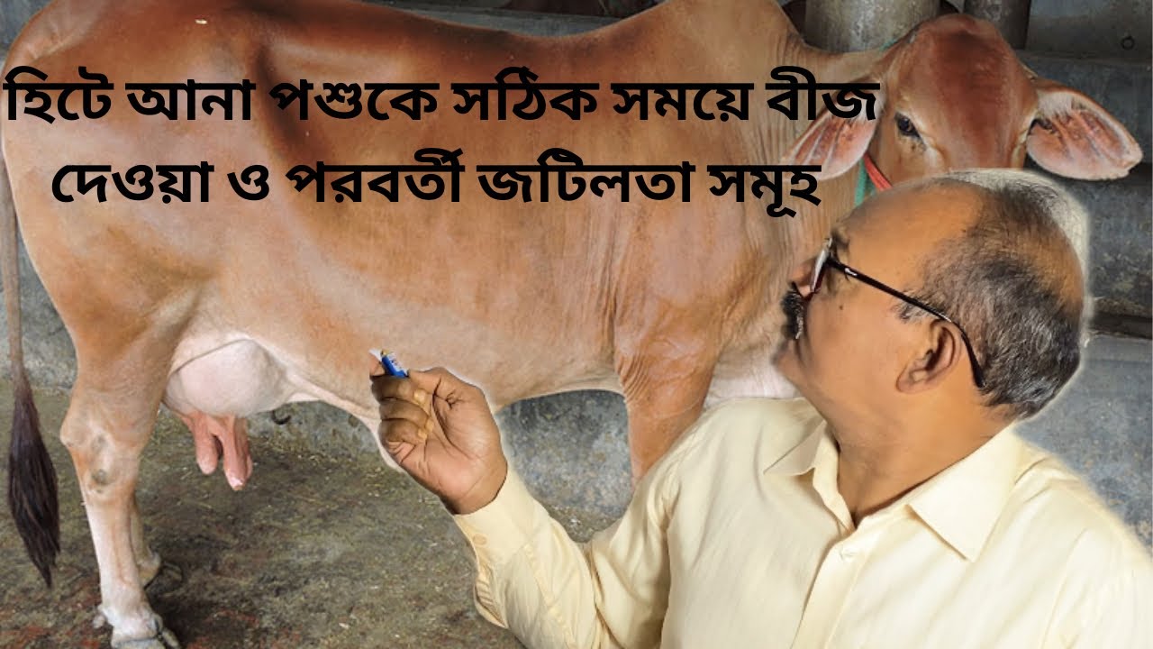 হিটে আনা পশুকে সঠিক সময়ে বীজ দেওয়া ও পরবর্তী জটিলতা সমূহ