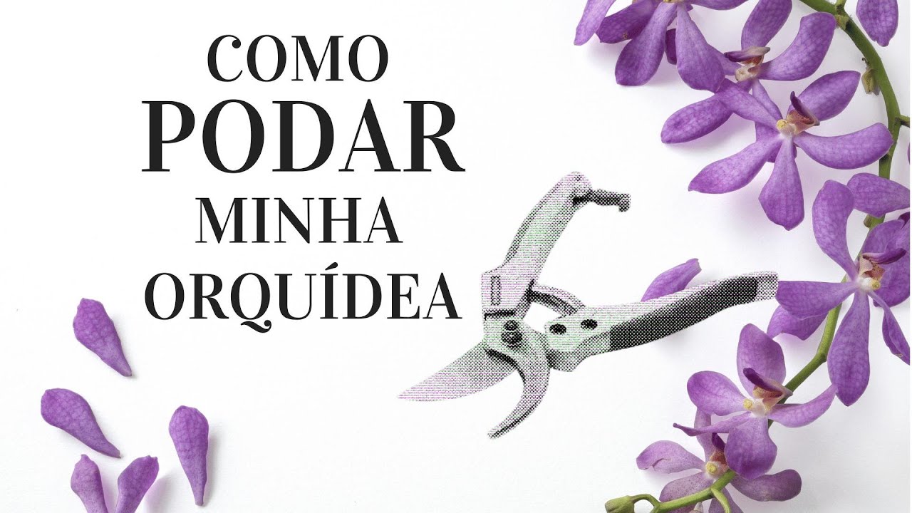 Cómo podar un rosal