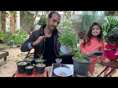 نبات منثور رمادي أزهار ملونة كثيفة عطرية يزرع بالخريف والشتاء ويتكاثر ذاتي ا زراعته والعناية به 