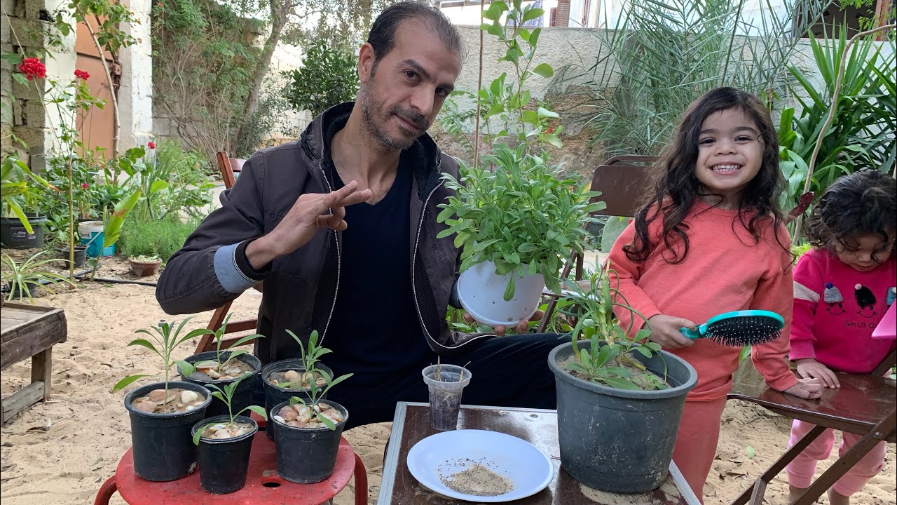 نبات منثور رمادي ، أزهار ملونة كثيفة عطرية يزرع بالخريف والشتاء ويتكاثر ذاتيًا ، زراعته والعناية به