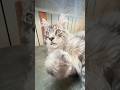 Teddy, maine coon kitten 5 months old #cat #cute #pets #funnycats #mainecoonTeddy#spa#beauty#relax