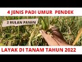 4 JENIS PADI UMUR  PANEN SUPER CEPAT YANG  LAYAK DI TANAM TAHUN 2022