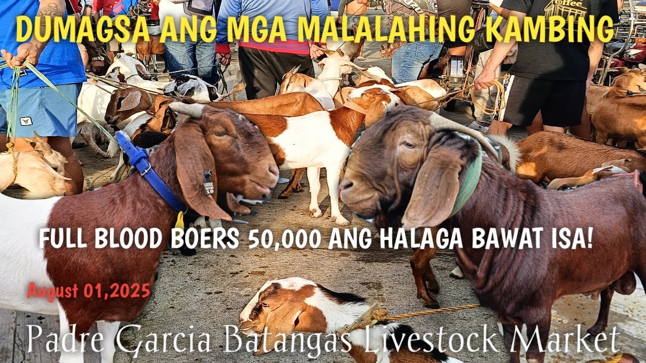 Dagsa ang Malalahing Kambing!Padre Garcia Batangas