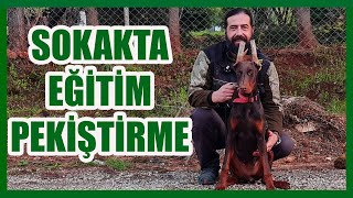 DOBERMAN MONA İLE SOKAKTA EĞİTİM PEKİŞTİRMESİ #doberman #almankurdu by Ergün Turgan K9 1,781 views 2 months ago 15 minutes