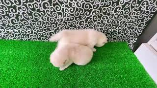 白豆柴兄妹✨どっちが男の子？女の子？わかるかな？