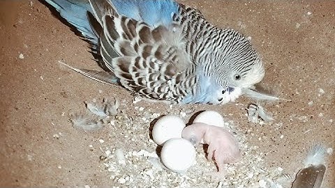 Bajri Baby Birds: The Ultimate Guide for Expert Care