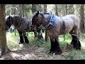 Die Blauen Belgier 12.08.2018 Holzrücken mit Pferden