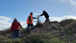 Green Head Coastcare Dune Brushing Demonstration