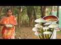 300 years old mushroom cookingll cooking ll jeji rosei