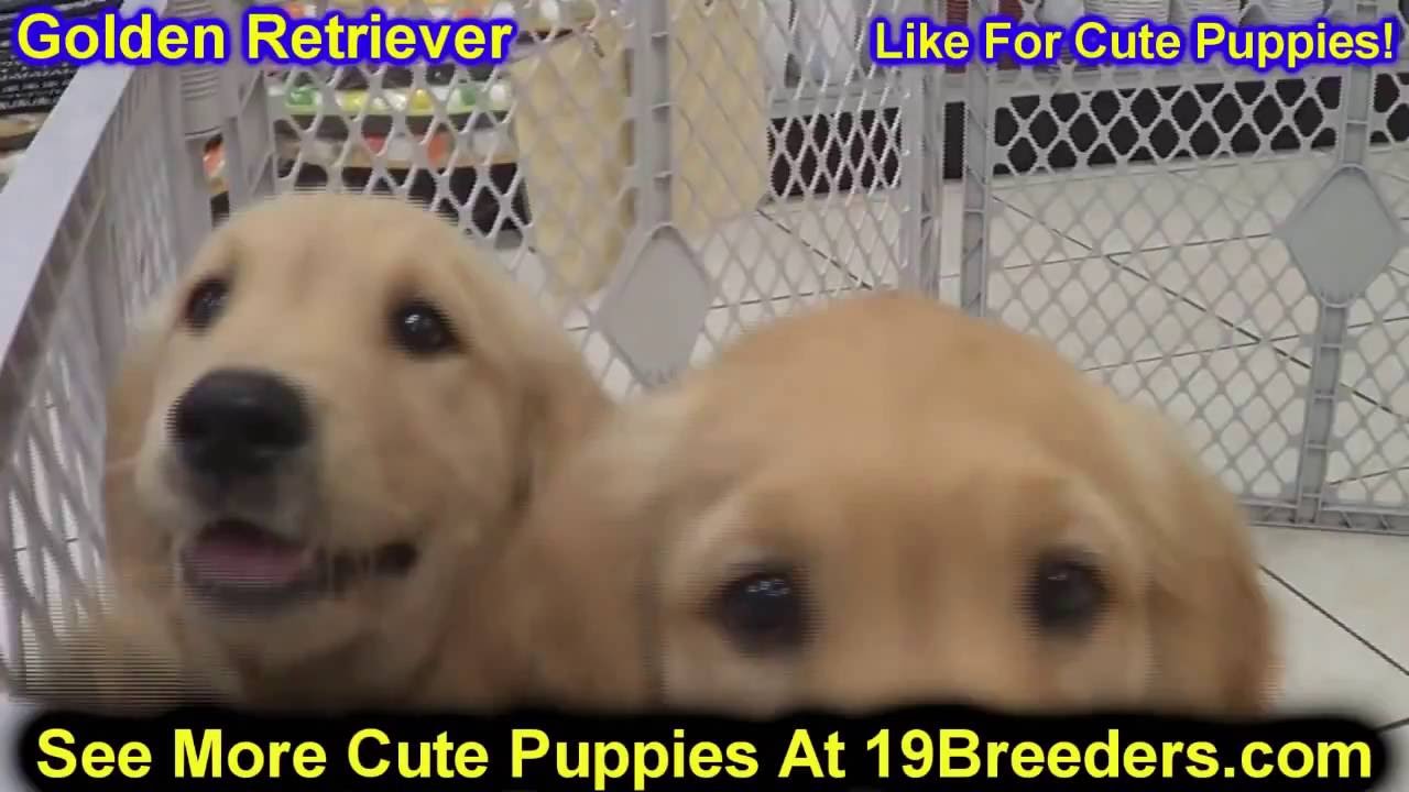 Golden Retriever, Puppies, Dogs, For Sale, In Hempstead ...