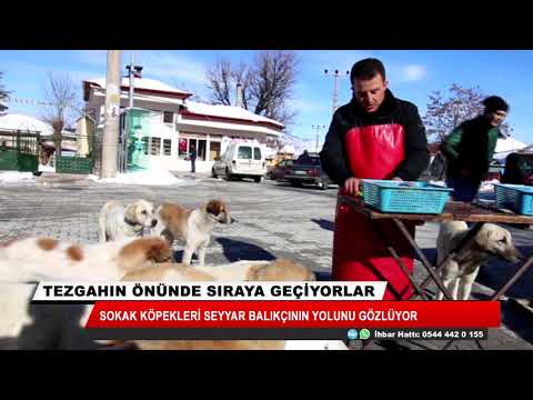 Video: Romanya Sokak Köpekleri İçin Güvenli Bir Sığınak Yok