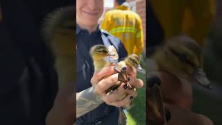 Duck Rescue at Station 126 in Midvale!