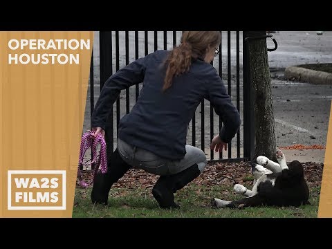 Vídeo: The Throw Away Dogs Project: Transformando Cães Abandonados Em Cães Trabalhadores K-9
