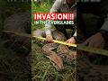Invasion of the Giant Pythons: The Florida Everglades Ecological Disaster