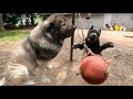 Corso Pup Harasses Giant Male &amp; Takes His Ball | Loki | Craig