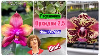 видео: Шок! Обман или я сама виновата? 🤦♀️Как дела у Black Leopard, Proteus? #шок #fyp #orchid #diy #plant картинка: Шок! Обман или я сама виновата? 🤦♀️Как дела у Black Leopard, Proteus? #шок #fyp #orchid #diy #plant