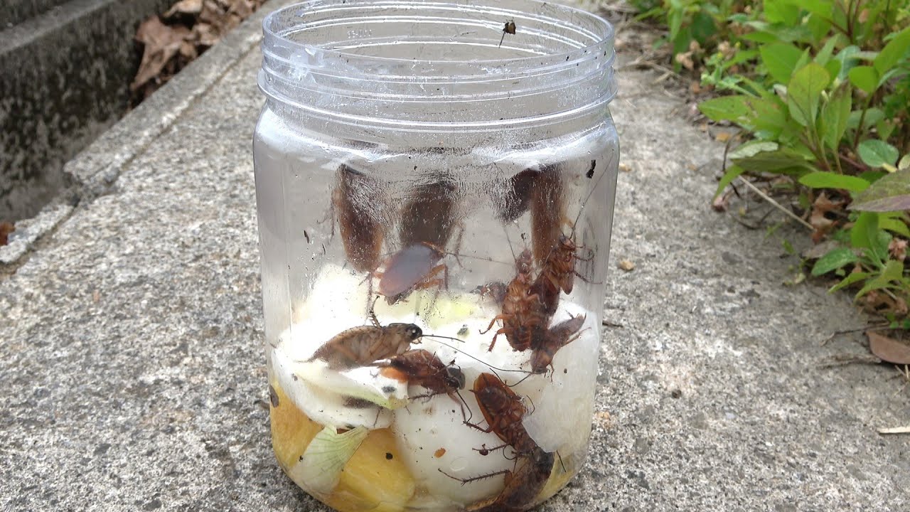 自作のゴキブリ捕獲器でデカいの捕れた