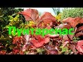 Puntarenas  Botanic garden.  Пунтаренас ботанический сад