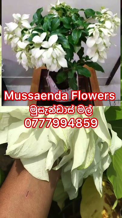 Mussaenda Flowers