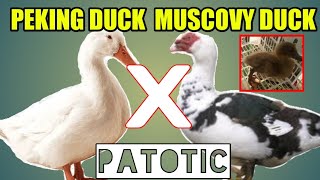 THE MUSCOVY DUCK CROSS PECKIN DUCK.